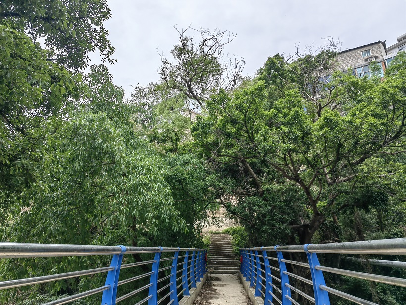 設里河河邊榕樹1.jpg