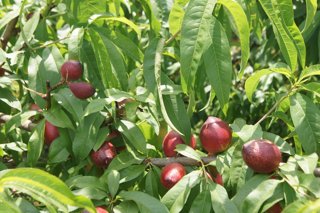 圖二，冒水洞村油桃產業(yè).JPG